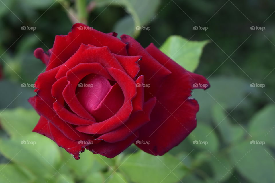 Red rose