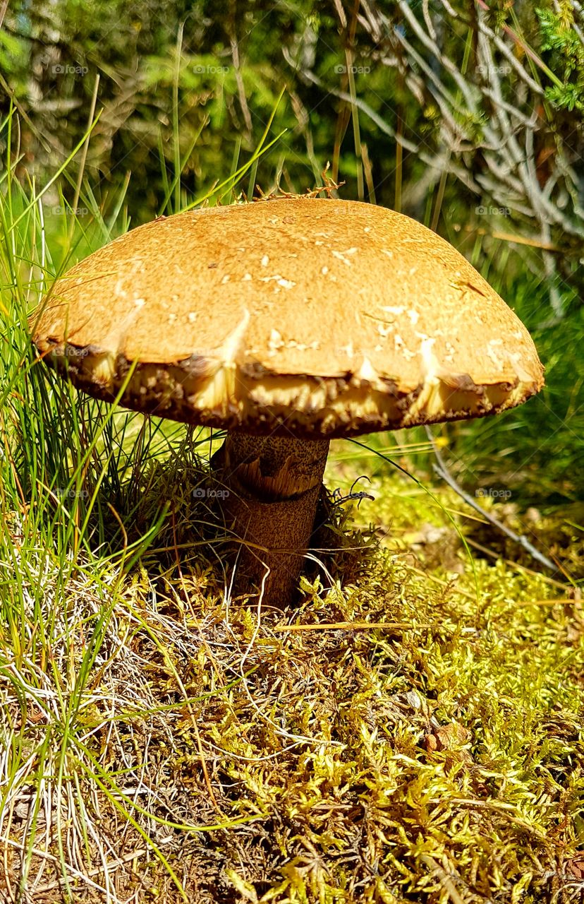 Wild mushroom