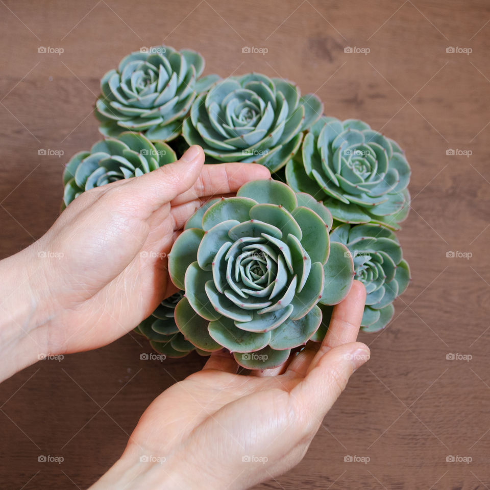 portrait of a plant.