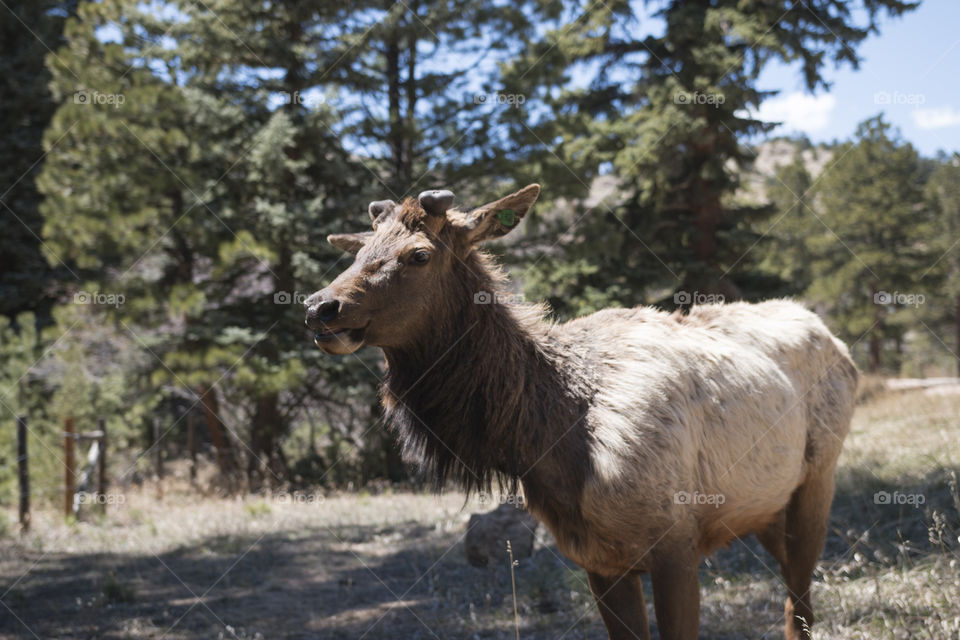 Elk in the wild 