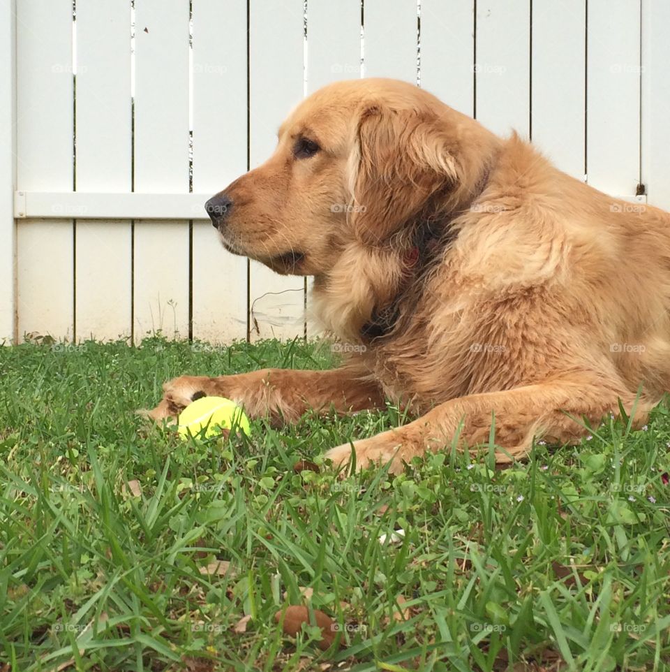 Golden Retriever and her ball