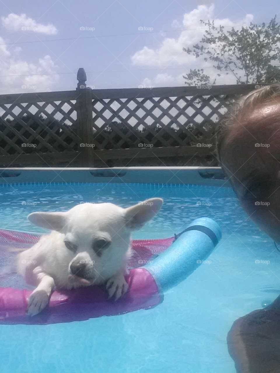 pool, water, relaxing, dog, outside