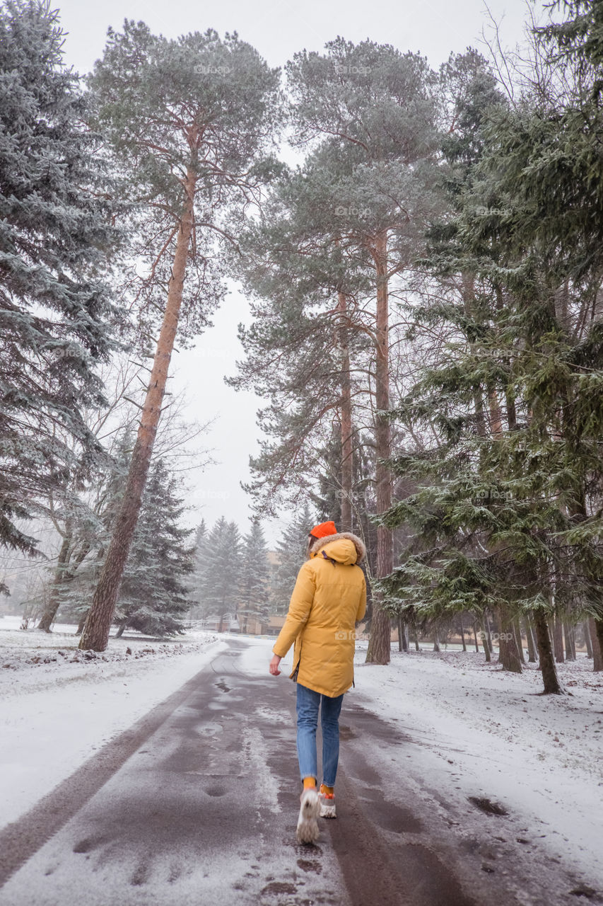 Person walking on road trough pine trees under falling snow 