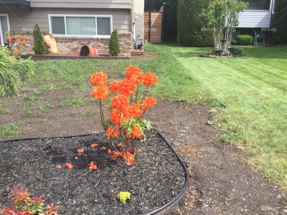 Orange Rhododendrons Blooming in a Garden 