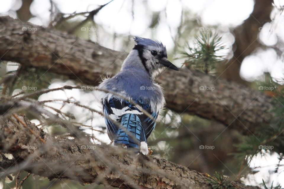 Blue Jay