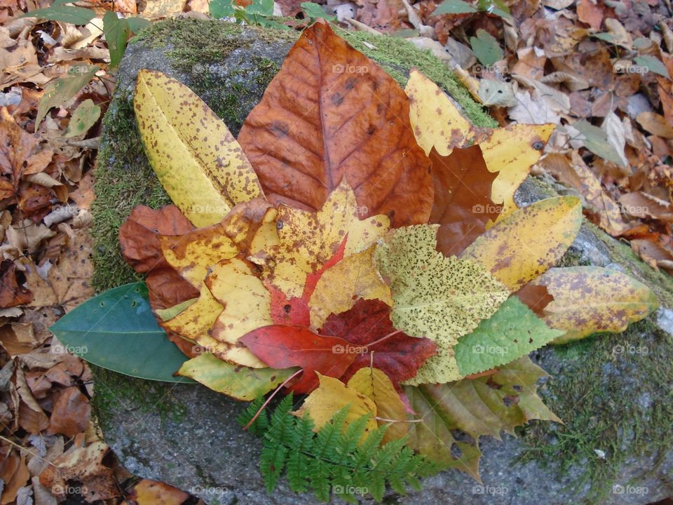 Autumn Leaves Arranged