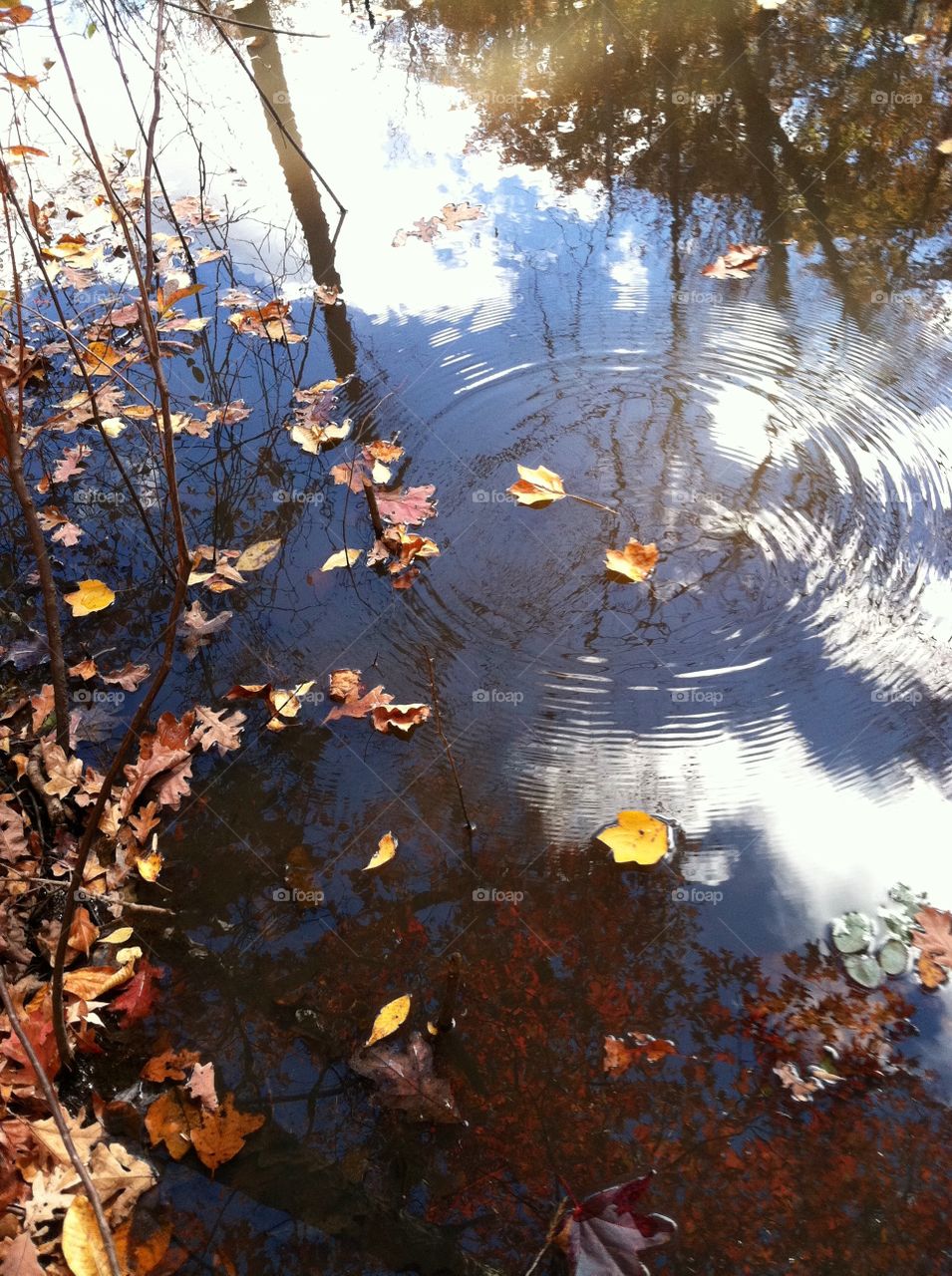 Autumn Ripple Effect
