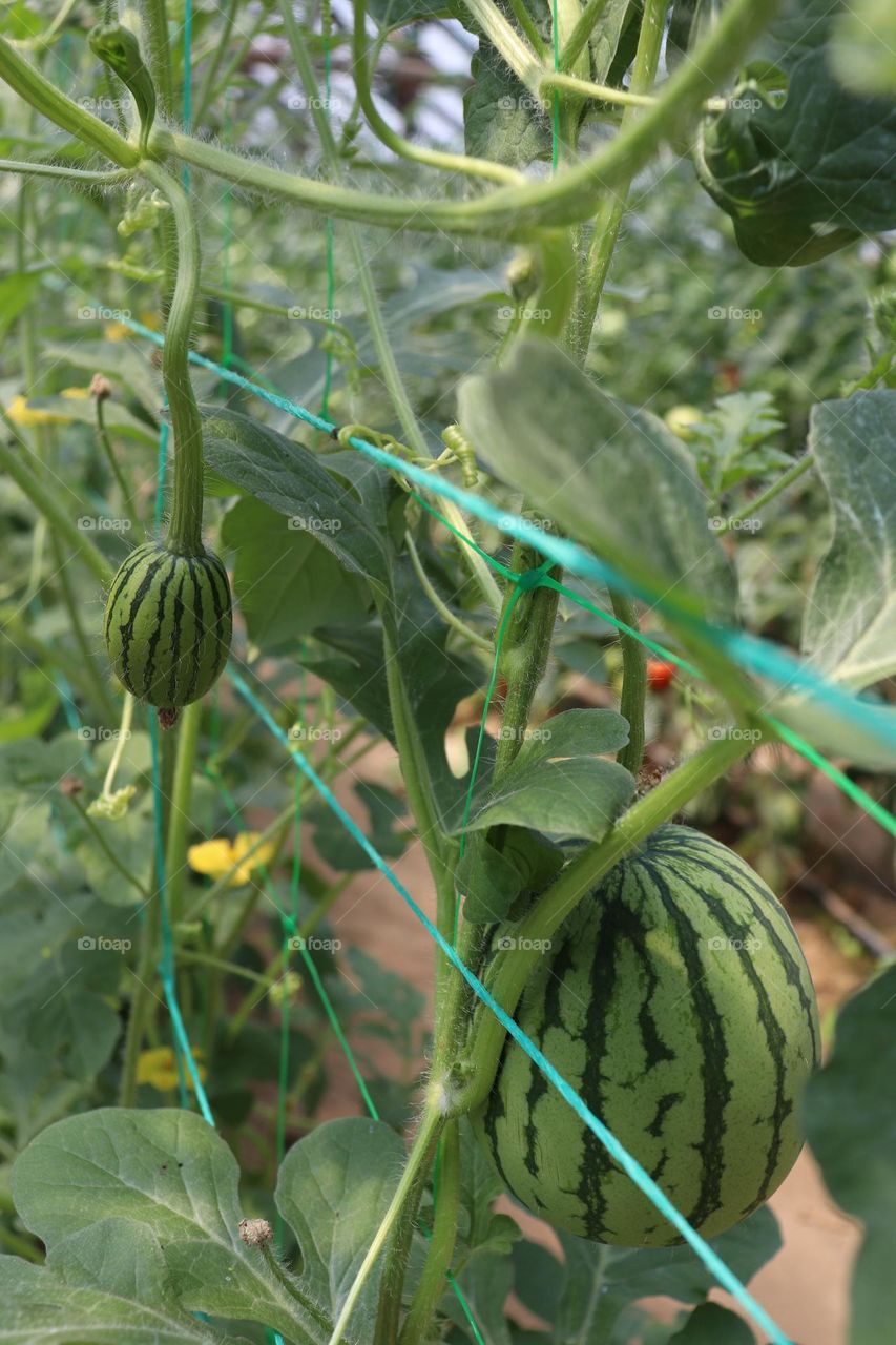 bio watermelons