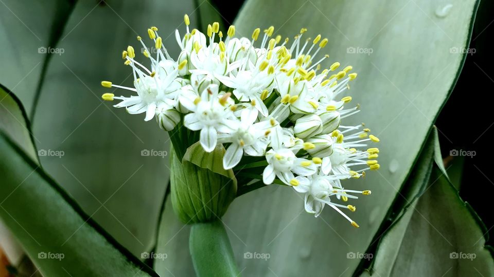 onion flowers