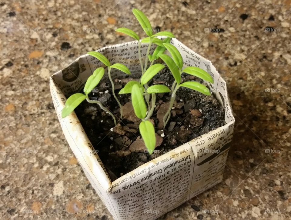 Seedlings in box container on floor
