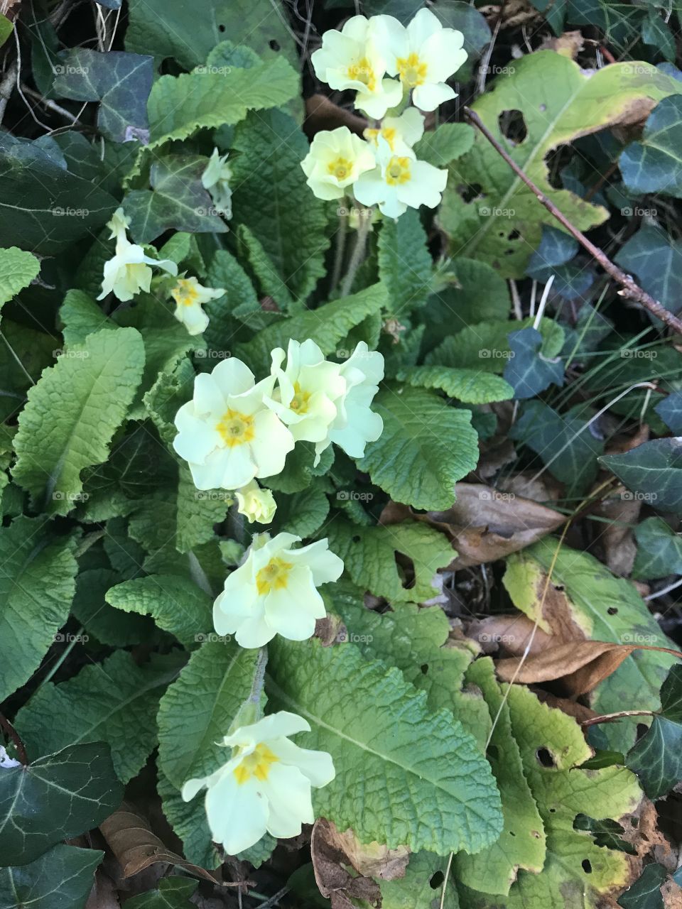My first wild primroses for 2018