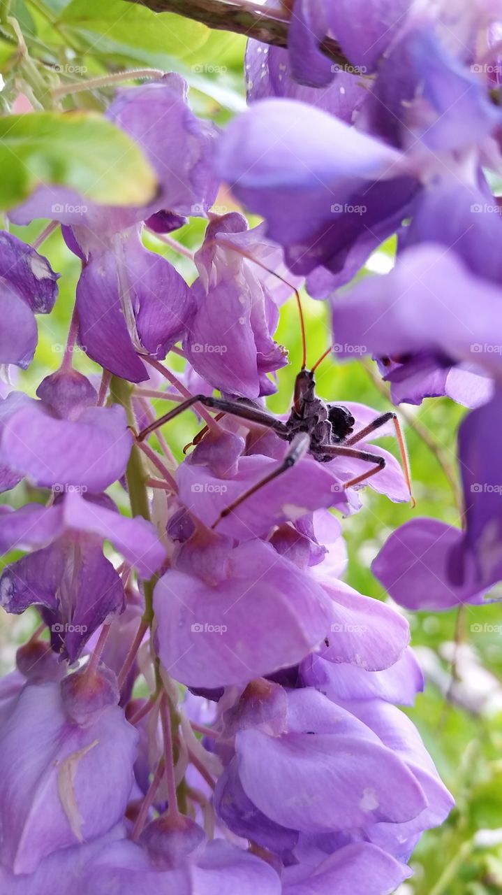 Bug on wisteria 
