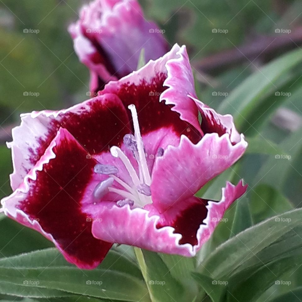 autumn garden -  close-up of purple - pink carnation