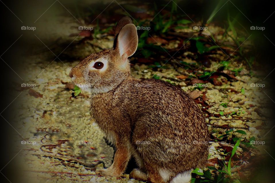 Wild Spring Rabbit.