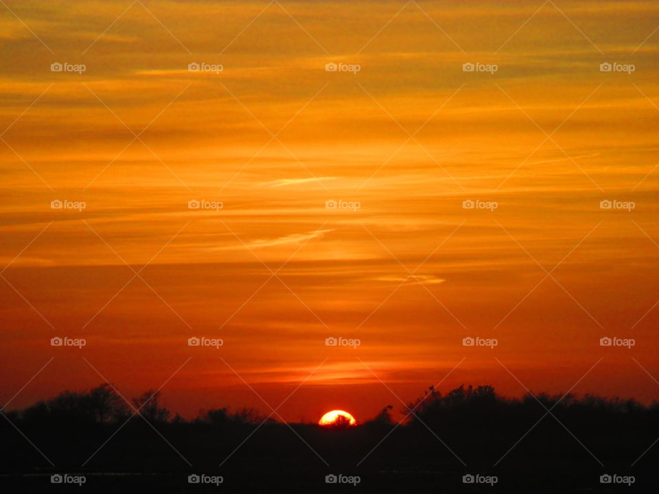 Silhouette of trees during sunset