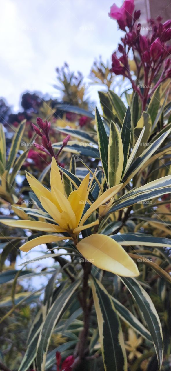 Oleander is a monotypic genus of flowering plants of the Kutrovy family. A plant with a very unusual leaf color