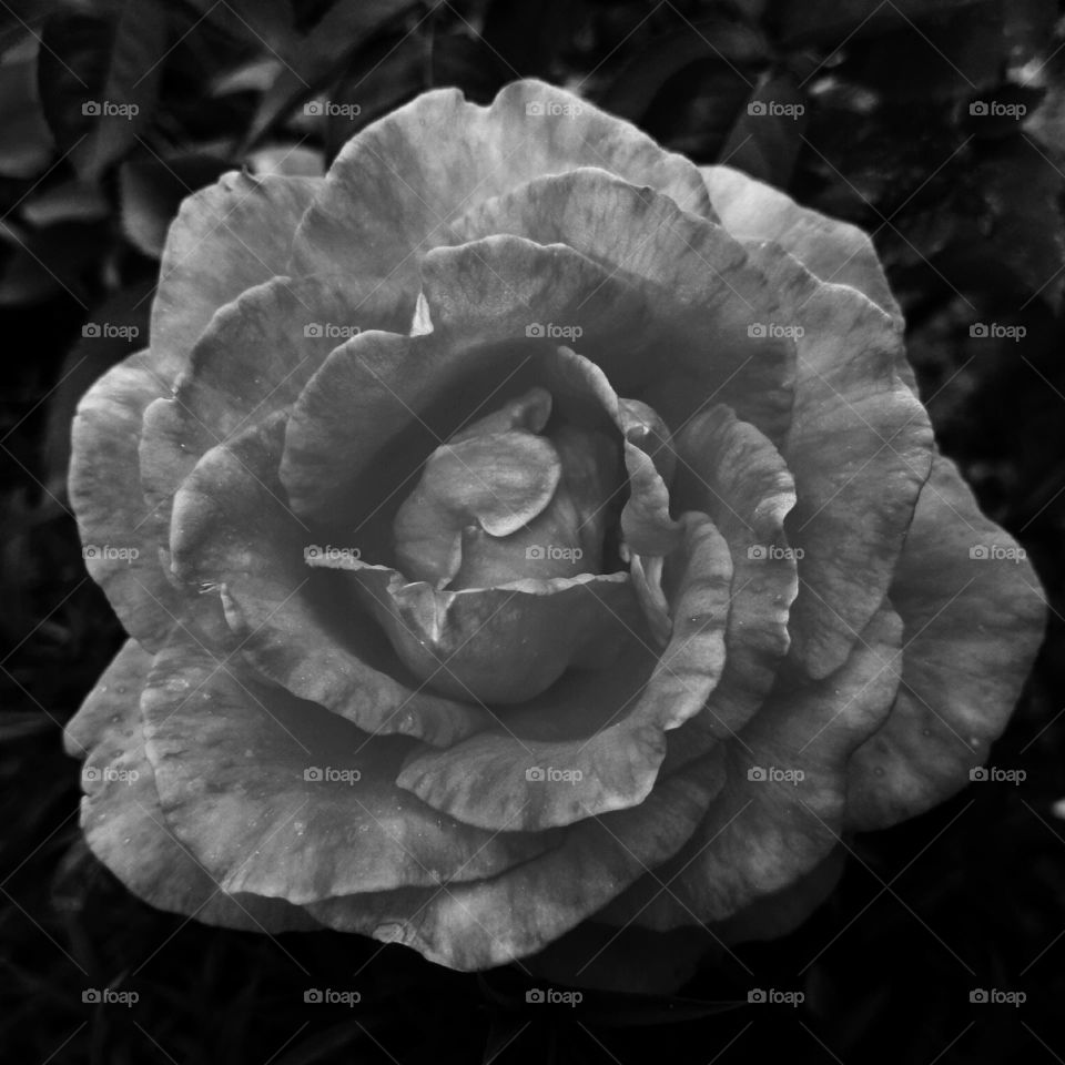 A rose is a flower that is also called the queen of flowers... It is a truly luxurious plant, beautiful and elegant! And in dark colors it is something incredible π€π€π·πΉ