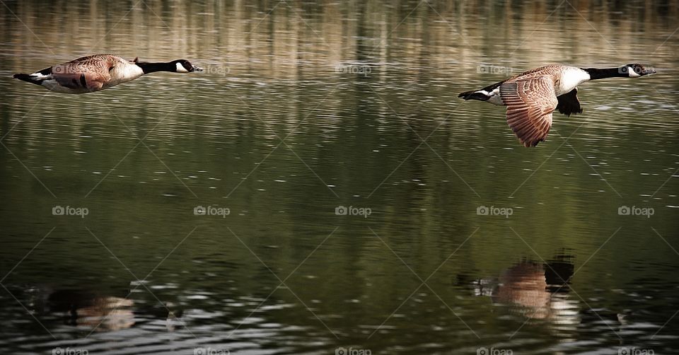 Duck, Bird, Goose, Lake, Pool