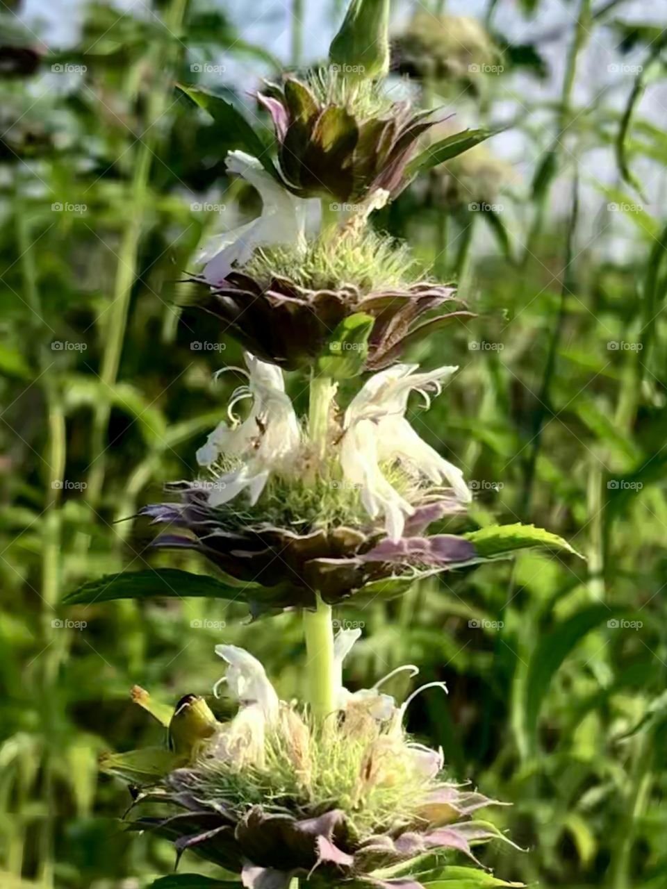 Sure do wish I knew what these are, but I do know that the the way they tier up in growth is really amazing. 