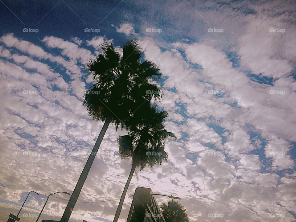 Palm trees, clouds