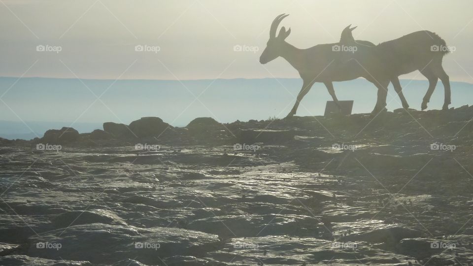 Mountain Goats Meeting Sunshine