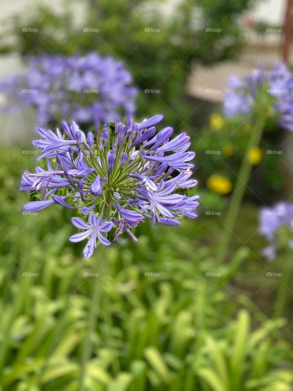 When spring comes I want to show my beauty!!