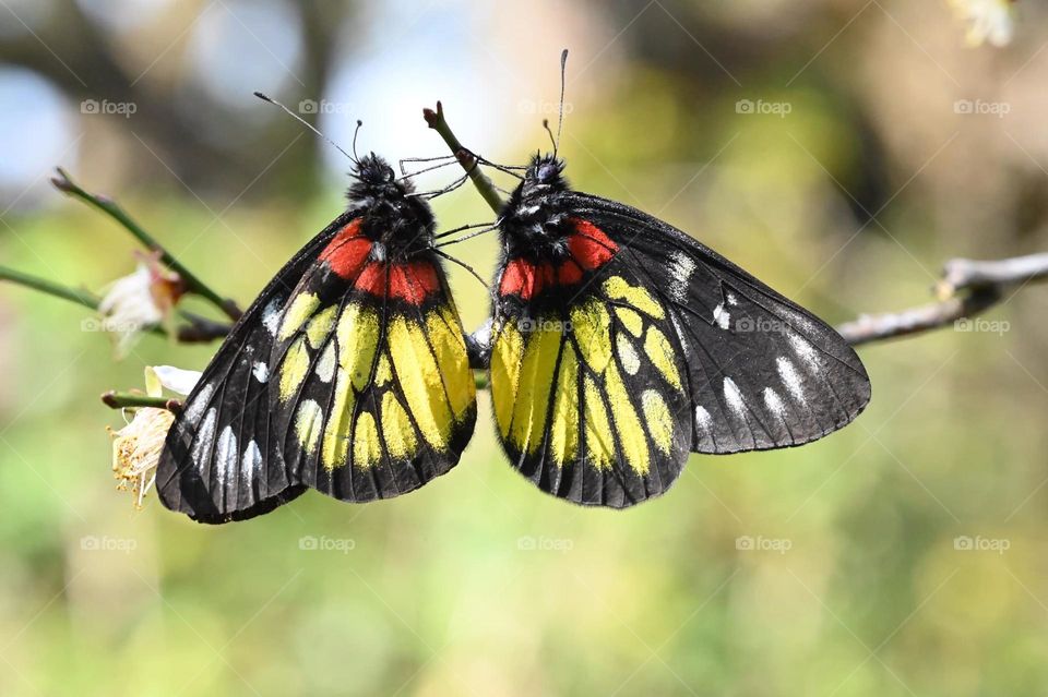 Beautiful and colourful butterfly