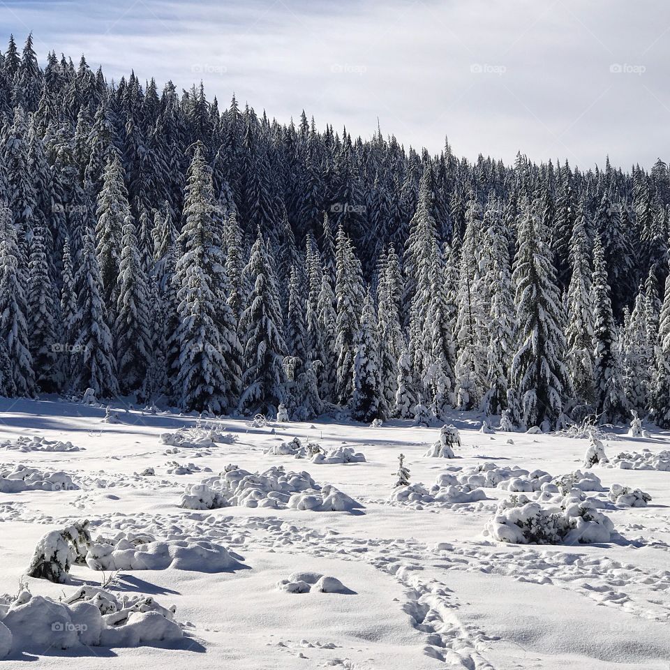 An open snow covered meadow amongst the trees in the Willamette National Forest in Western Oregon on a winter day. 