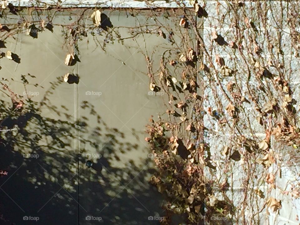 An unused painted metal door to a cinder block building covered with dead vines and leaves 