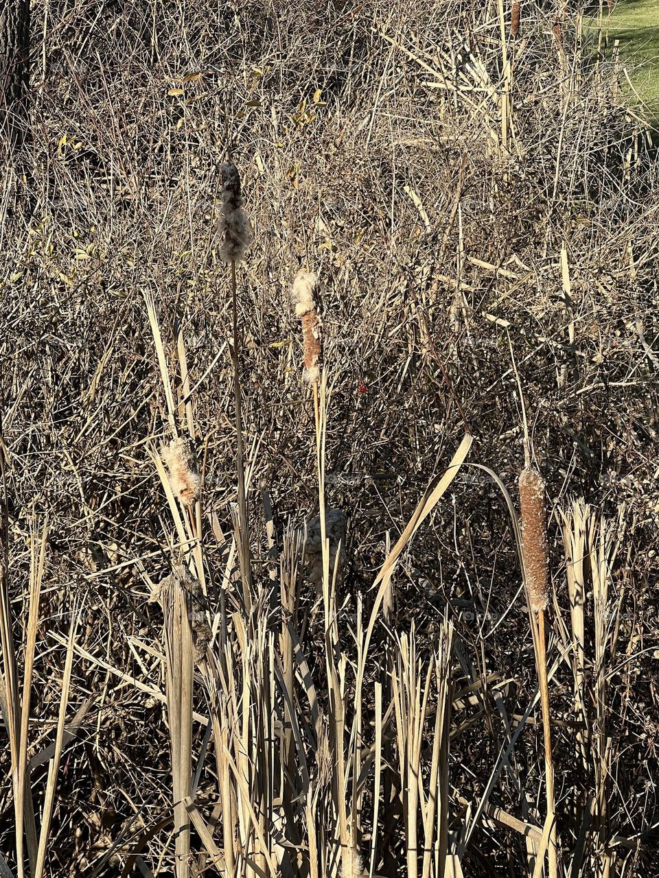 Cat tails 