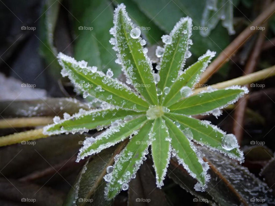 Icy plant in a finnish forest