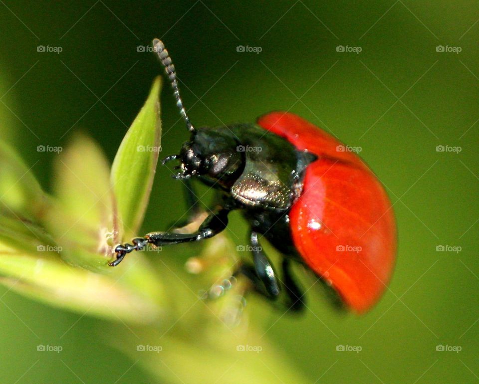 Beetle, Insect, No Person, Invertebrate, Ladybug