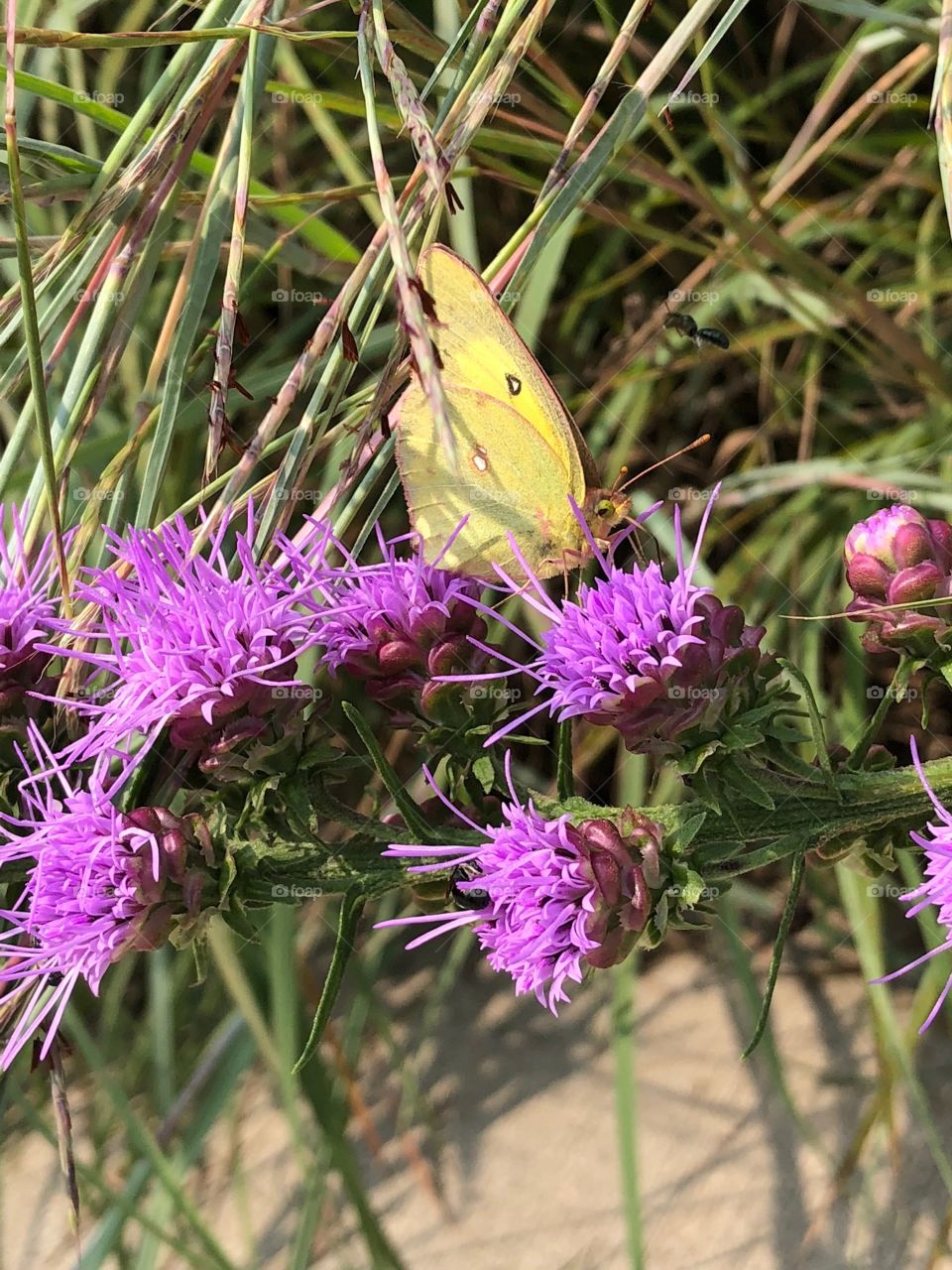 Basking on Bee Balm