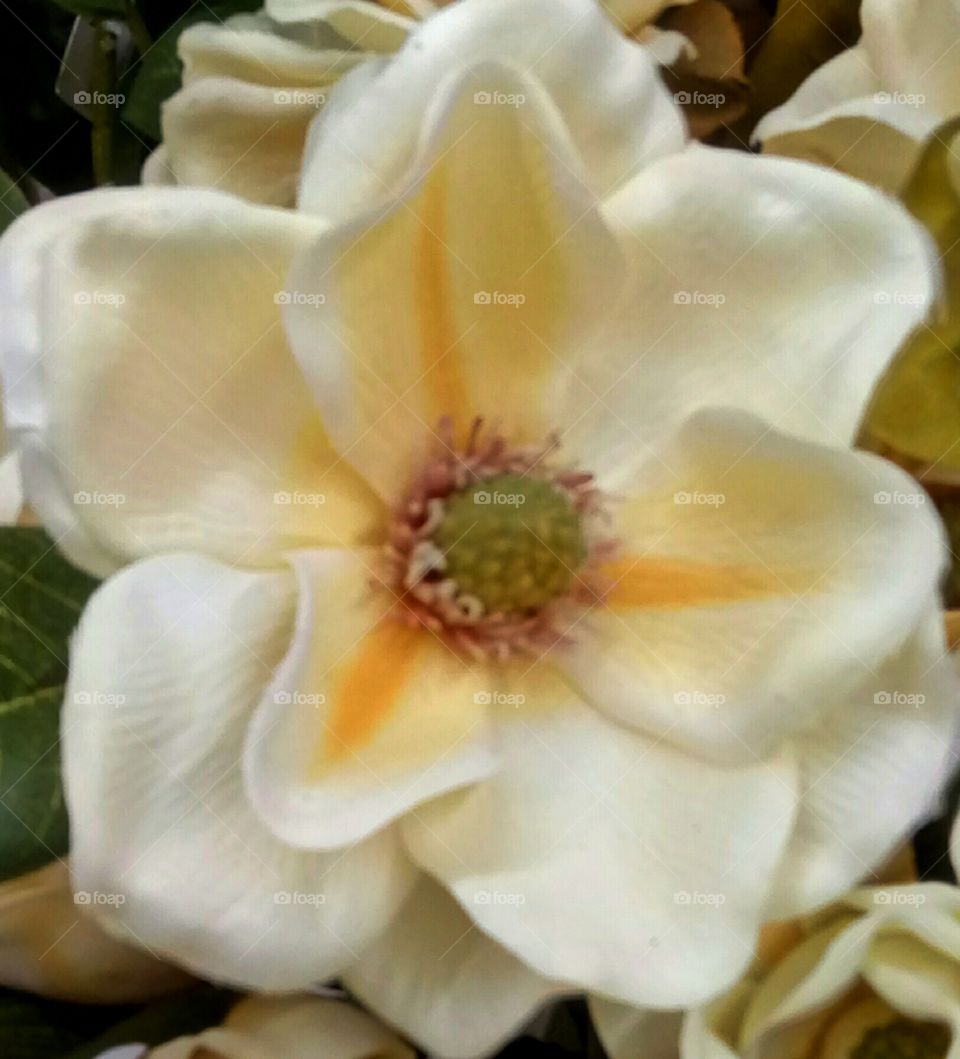 Flower, Petal, No Person, Nature, Floral