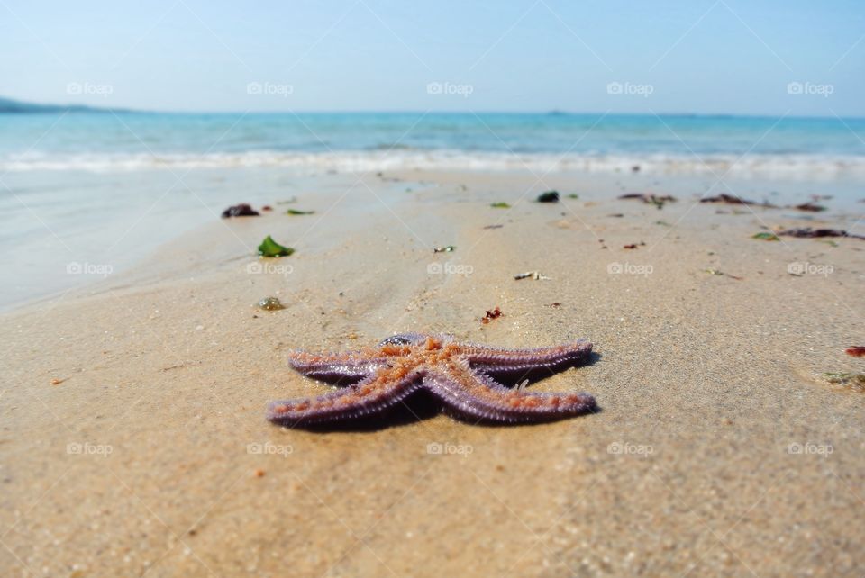 starfish at the beach