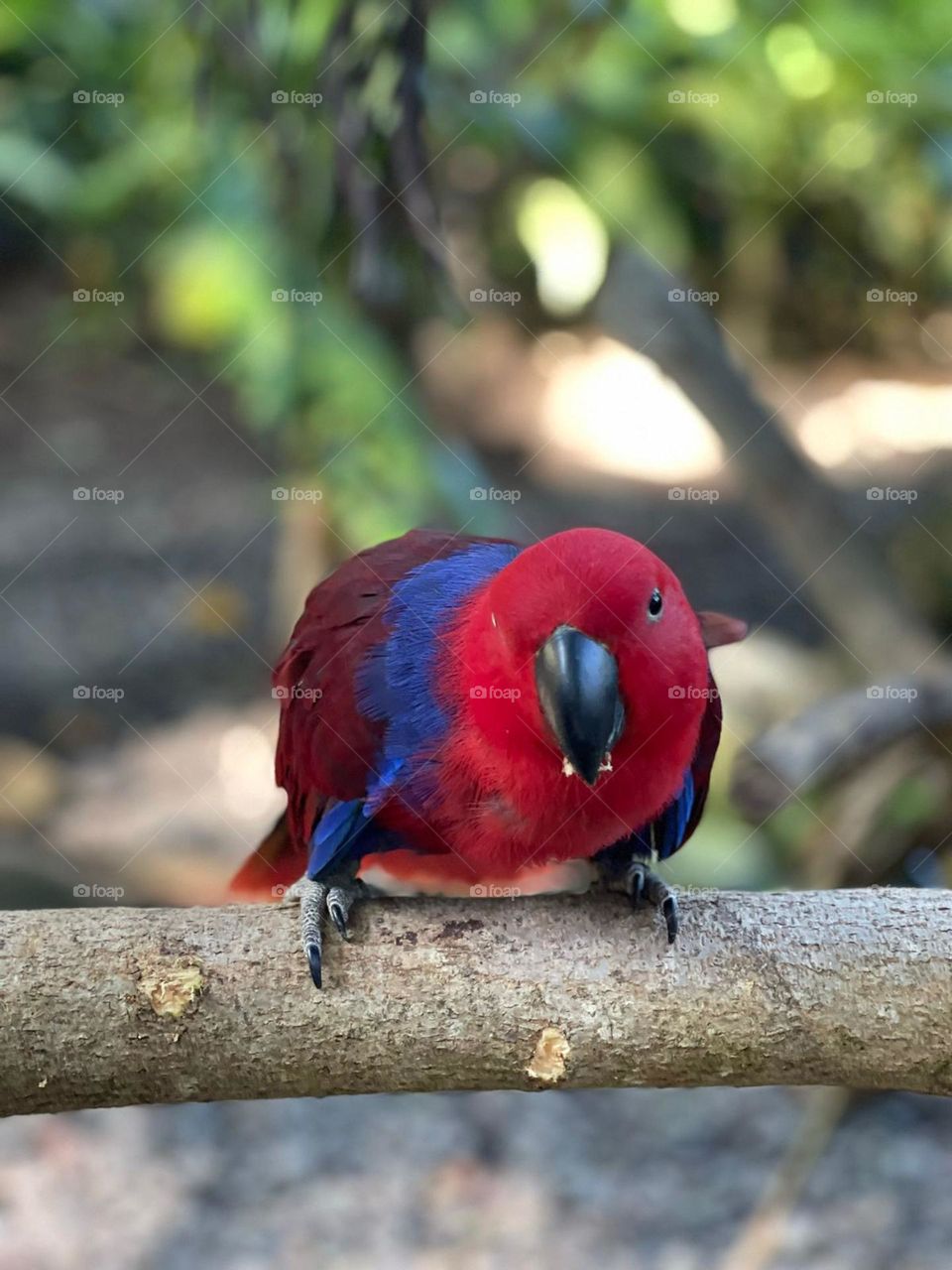 Red and blue bird