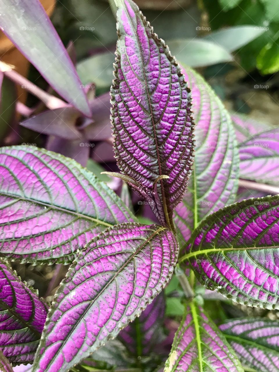 Close-Up Purple & Green Leaves