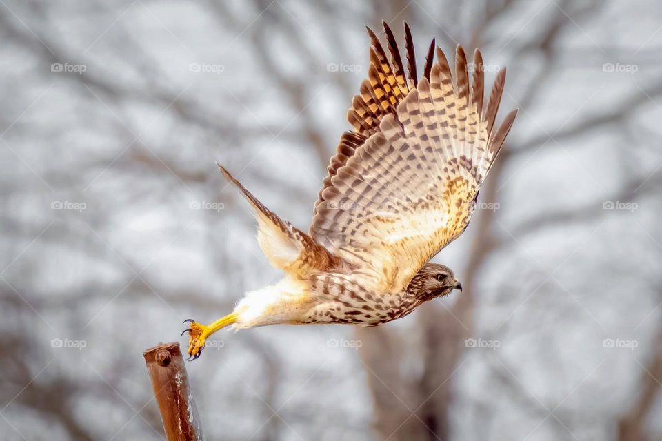 Red-shouldered hawk launches from a post. 