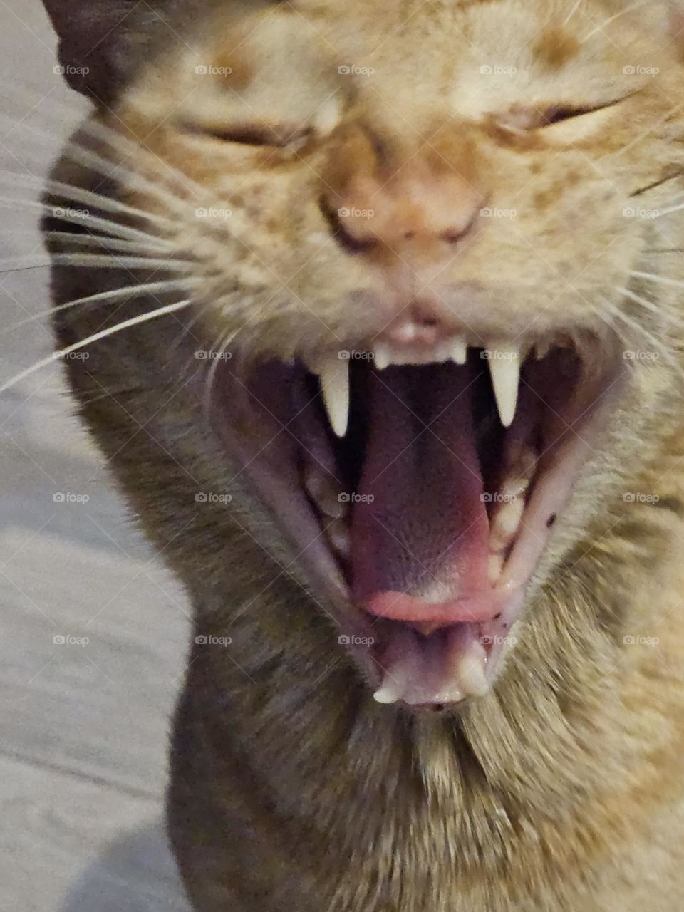 "Cat laugh."  This cat is laughing at us,  that's what he's doing 😂😺 Actually Tango is yawning, but can you tell if it's a yawn or a laugh? 🤣🤭