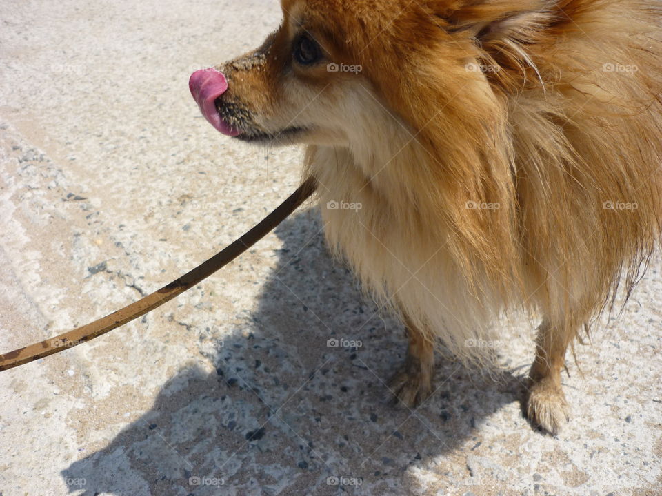 Walking my dog at the beach