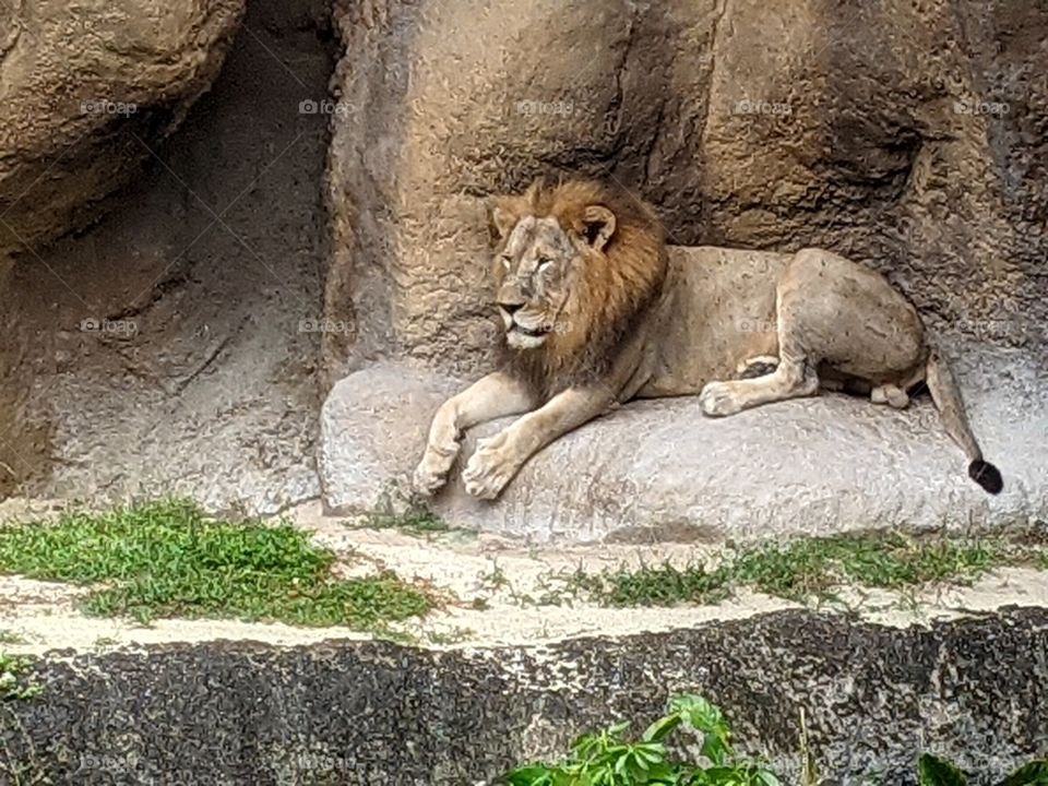 Lion