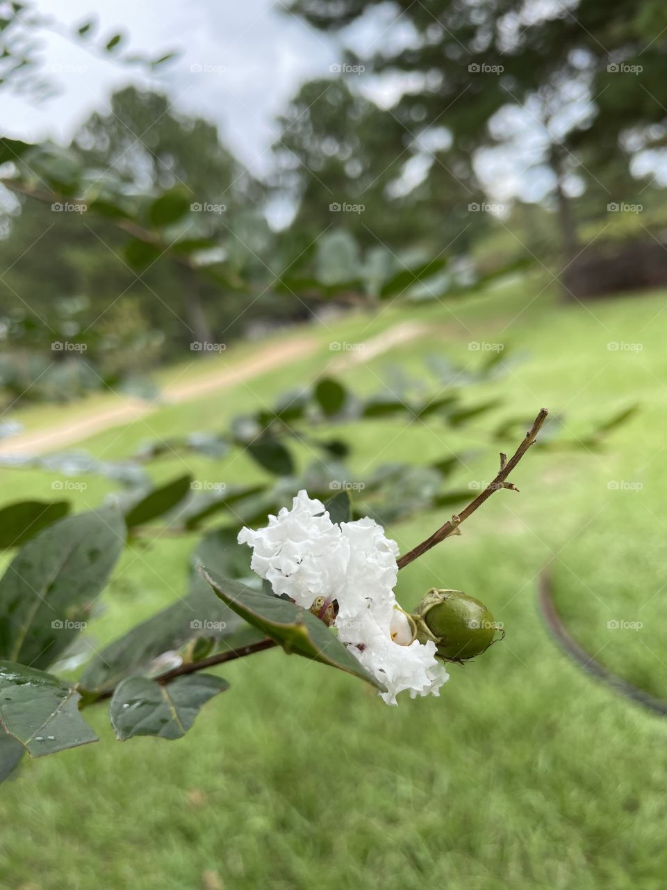 A lone wet flower. 