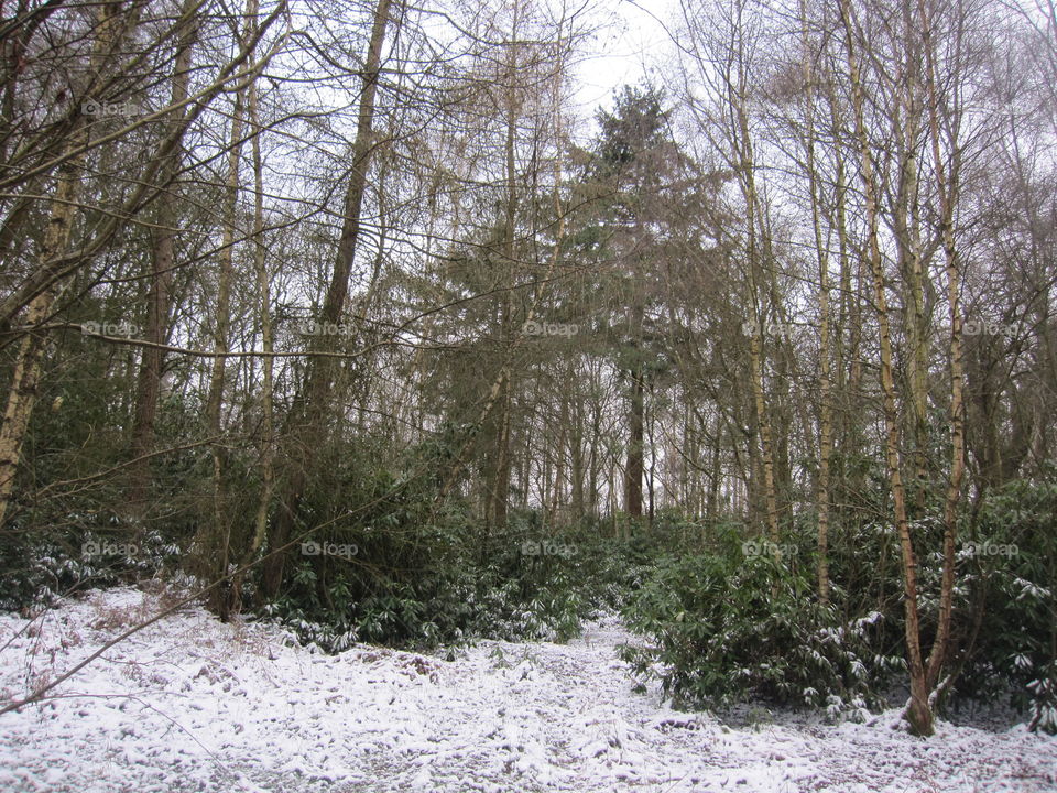 Woodland Snow