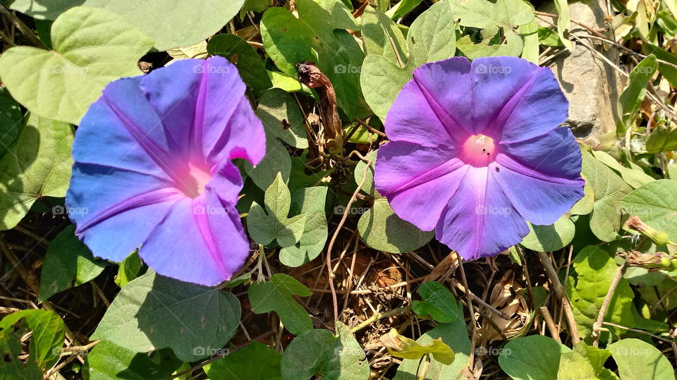 NATURE BOTANICAL Ipomoea nil