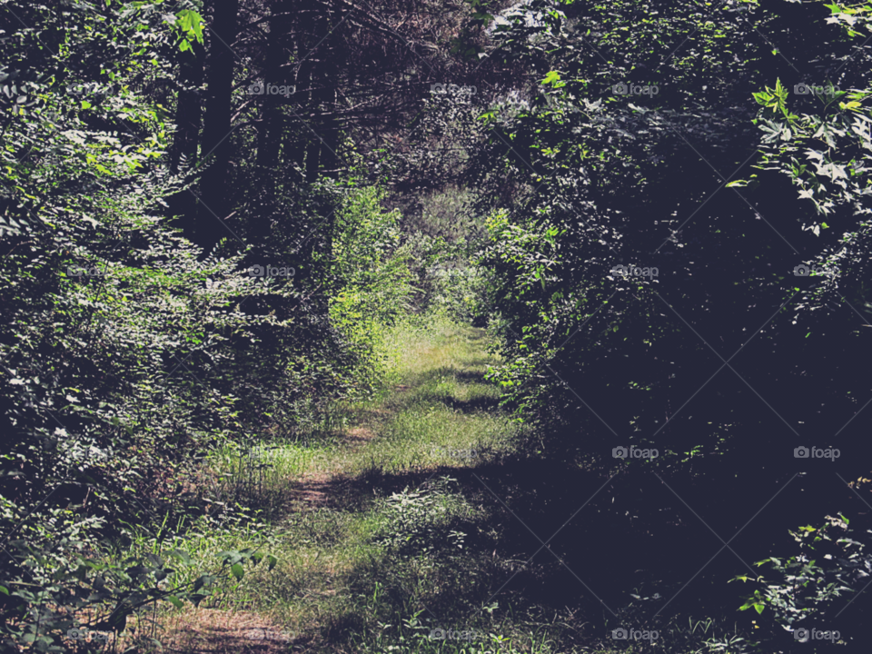 Path in Forest. A path cutting through the forest.