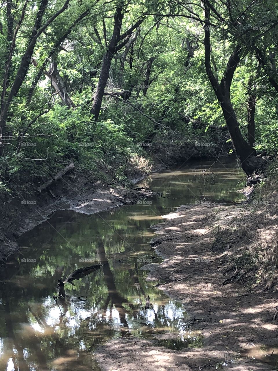 Creek in country