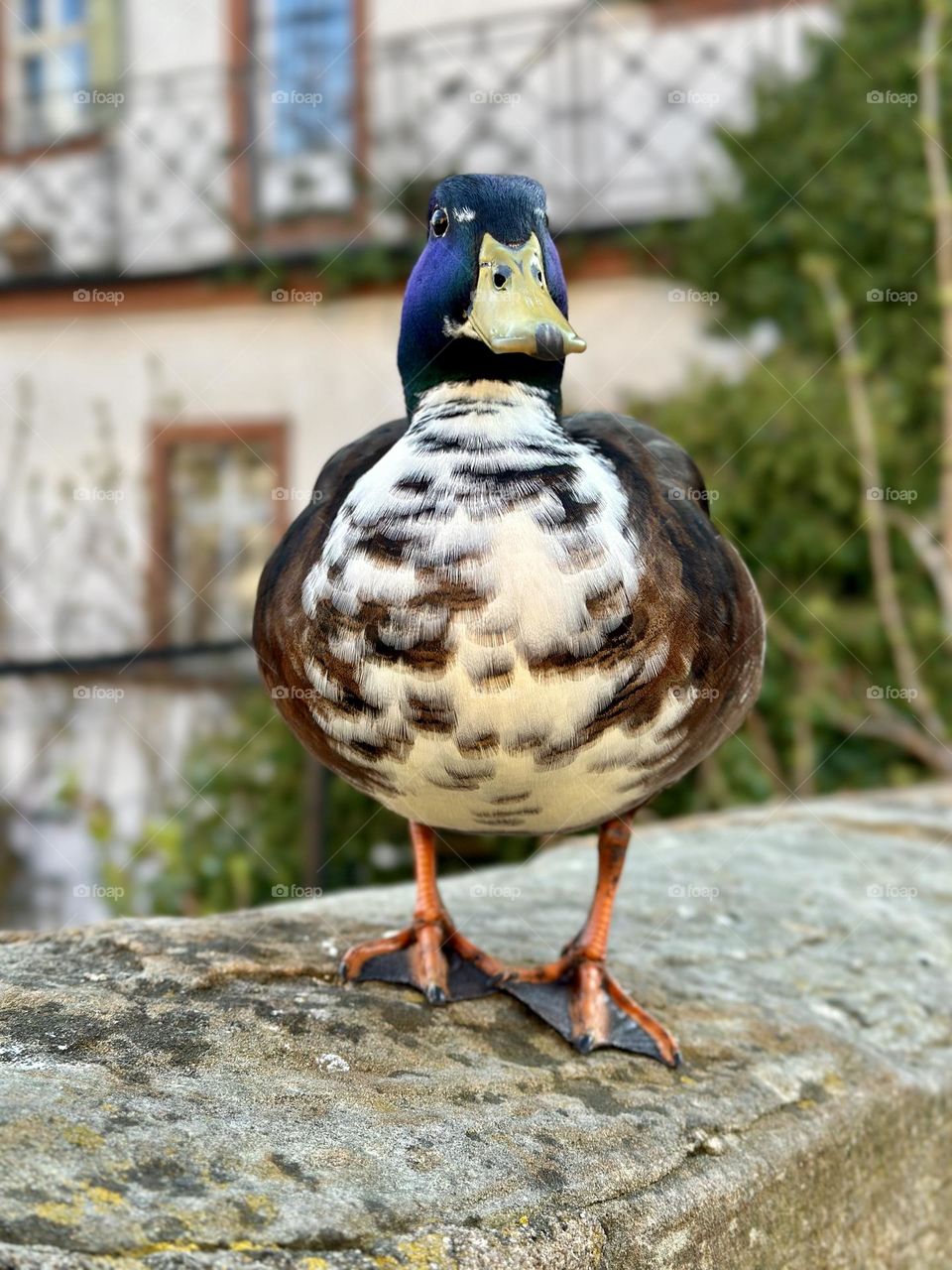 Cute duck in spring city