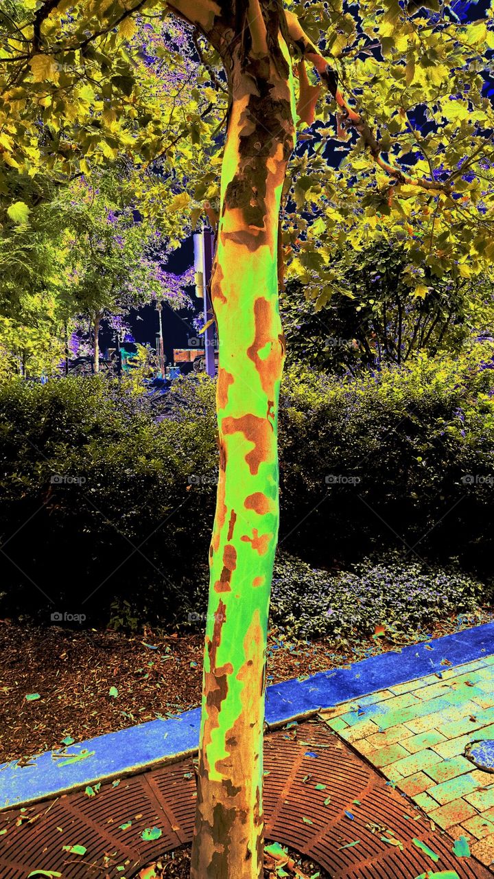 Army Tree (psychedelic)