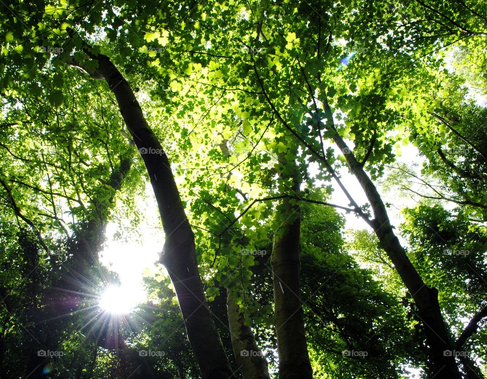 Sunshine peeking through the forest canopy