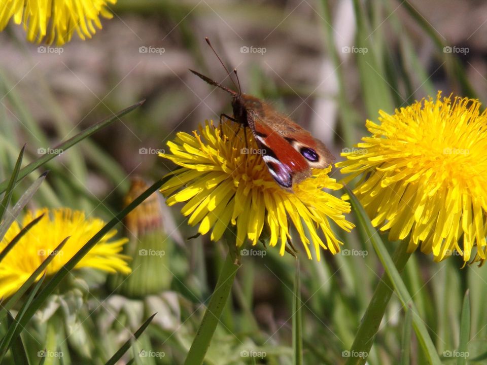 Schmetterling auf Löwenzahn